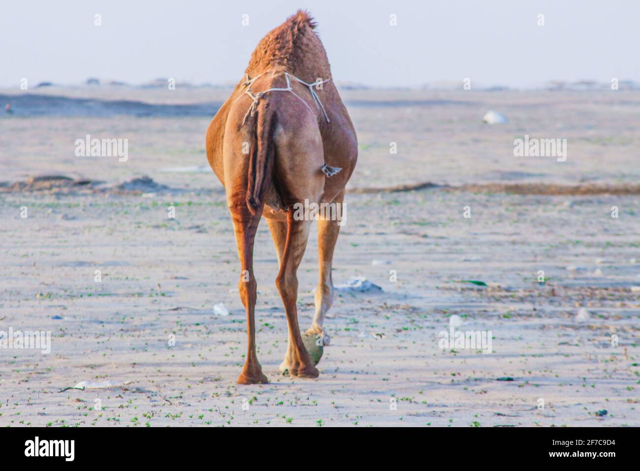 camel feeding in the desert Stock Photo - Alamy