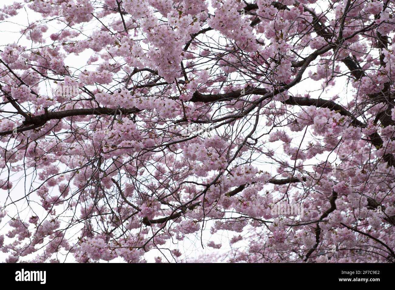Cherry blossoms in Berlin, 06 April 2021, Berlin, Germany Stock Photo