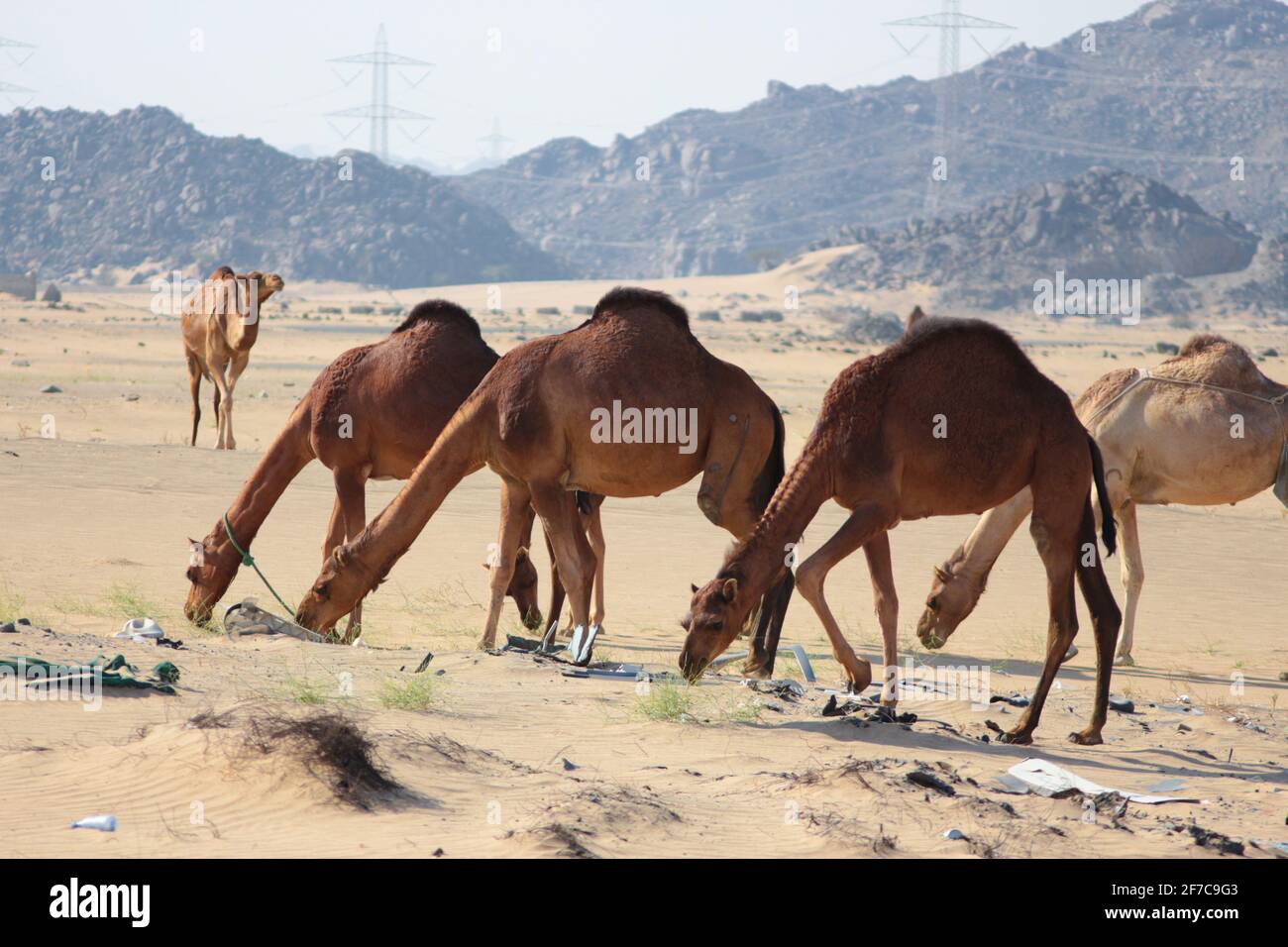 camel feeding in the desert Stock Photo - Alamy