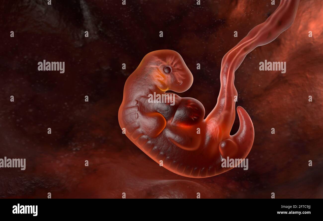 Human embryo at the end of 5 weeks. 3D illustration Stock Photo