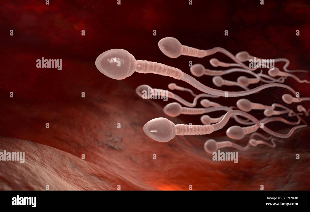 Male sperm cells floating to ovule in fallopian tube. 3D illustration Stock Photo