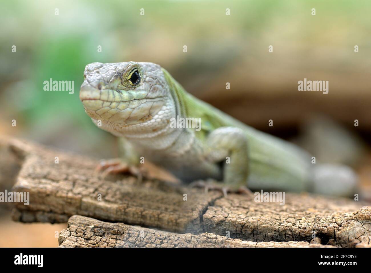 Timon tangitanus hi-res stock photography and images - Alamy