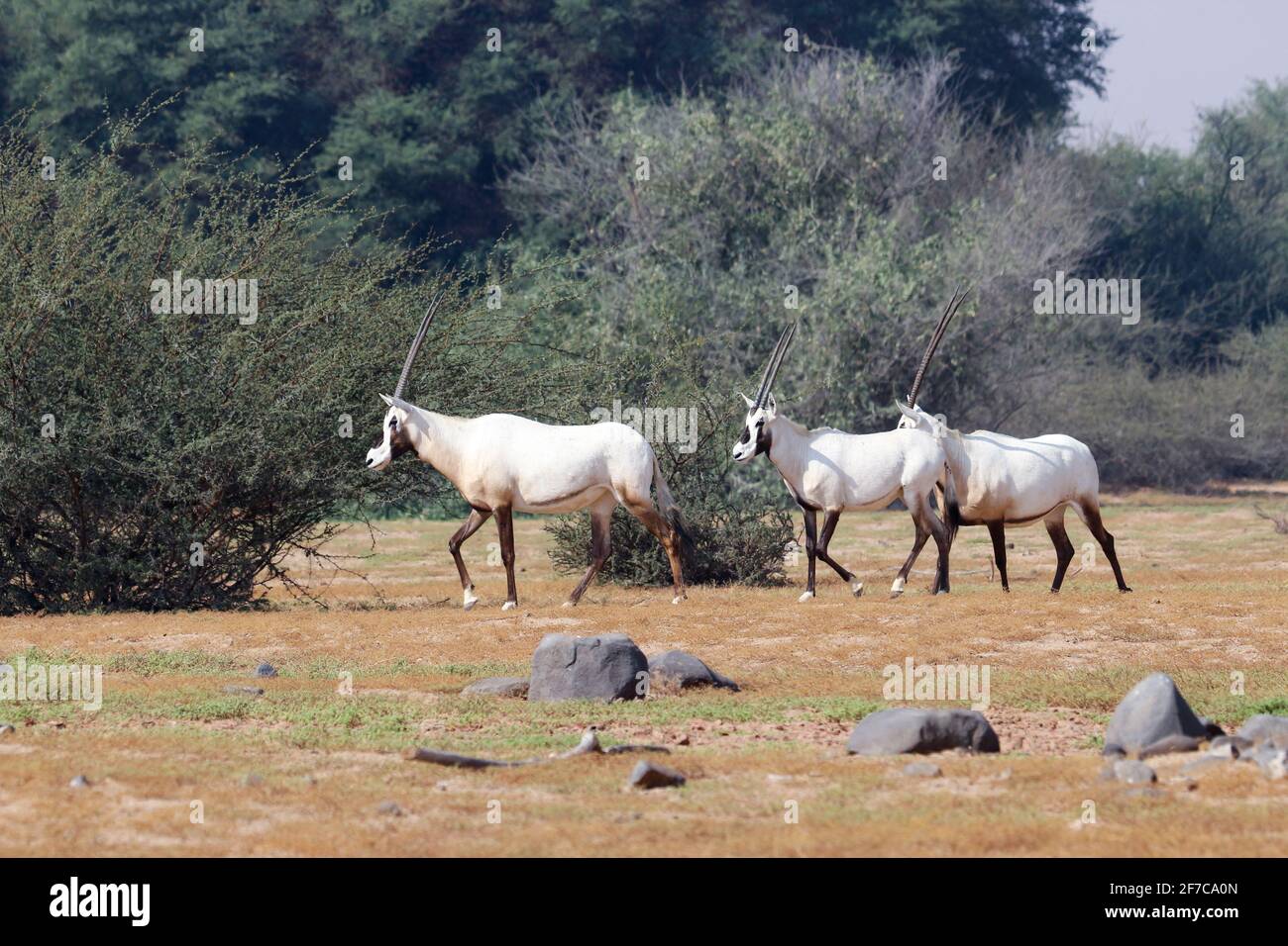 Arabian sand gazelle oman hi-res stock photography and images - Alamy