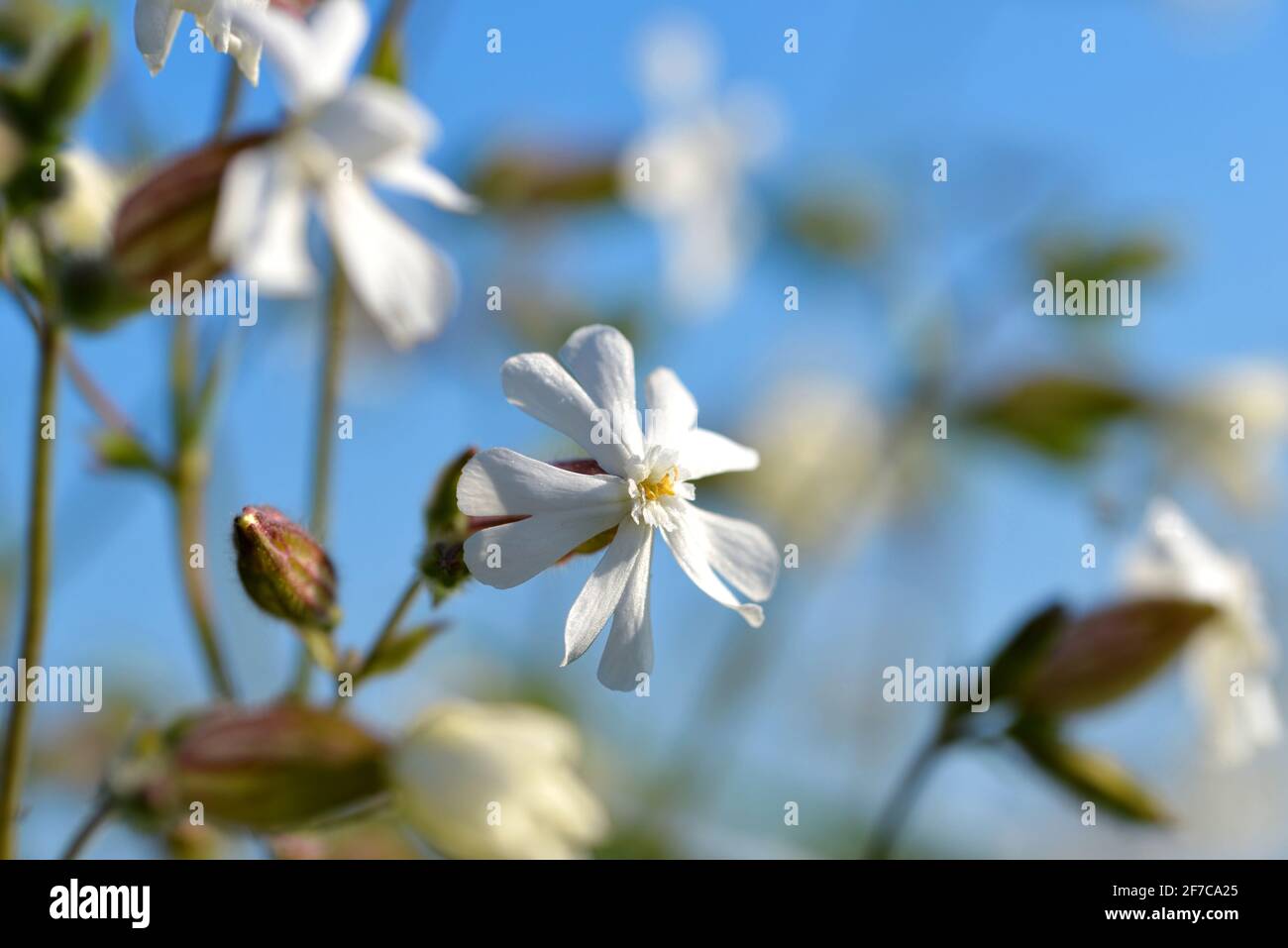 White campion ( Silene latifolia ) or Melandrium album closeup. Flower growing on meadow. Stock Photo
