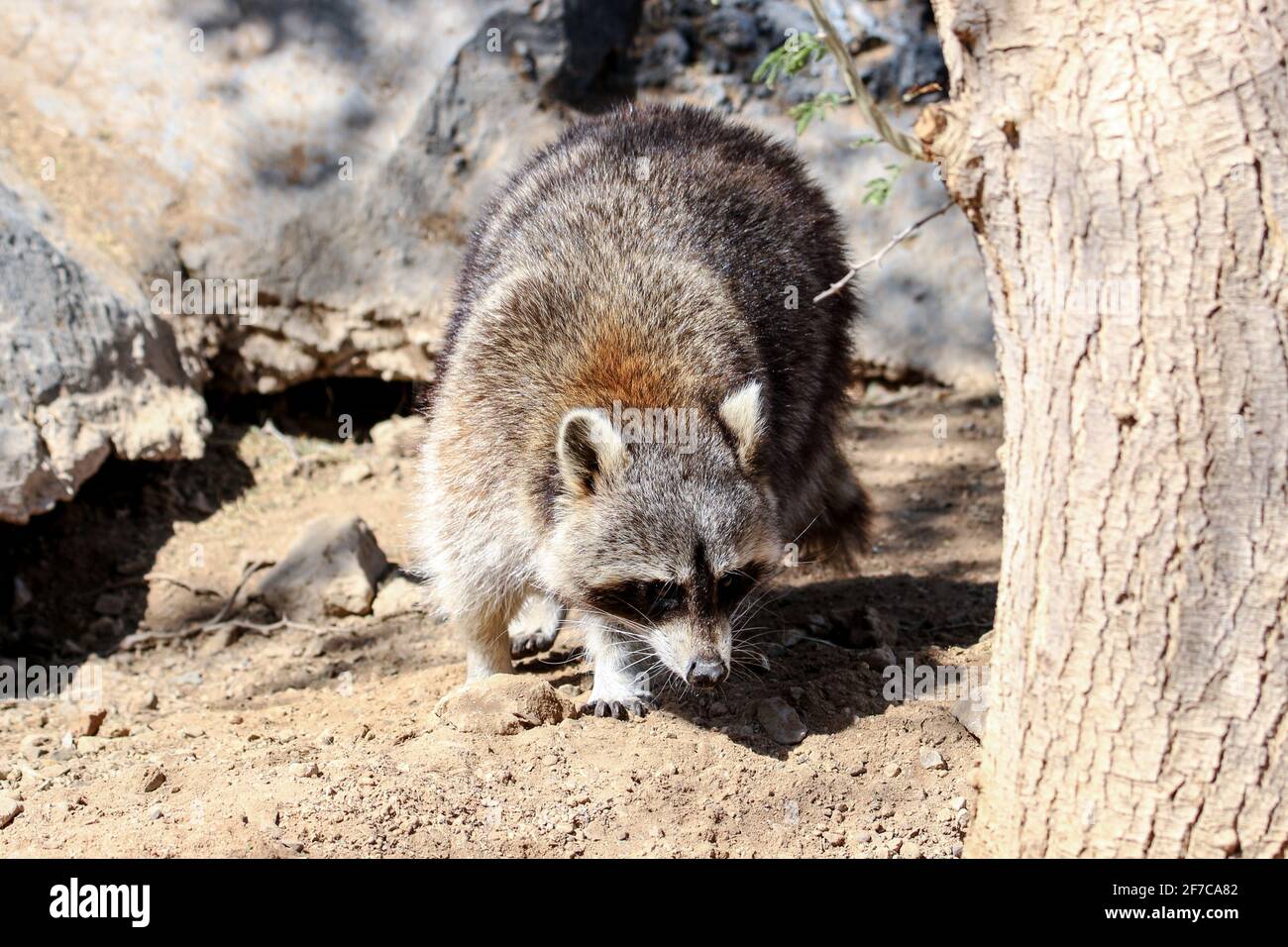 white nosed coati habitat Stock Photo - Alamy