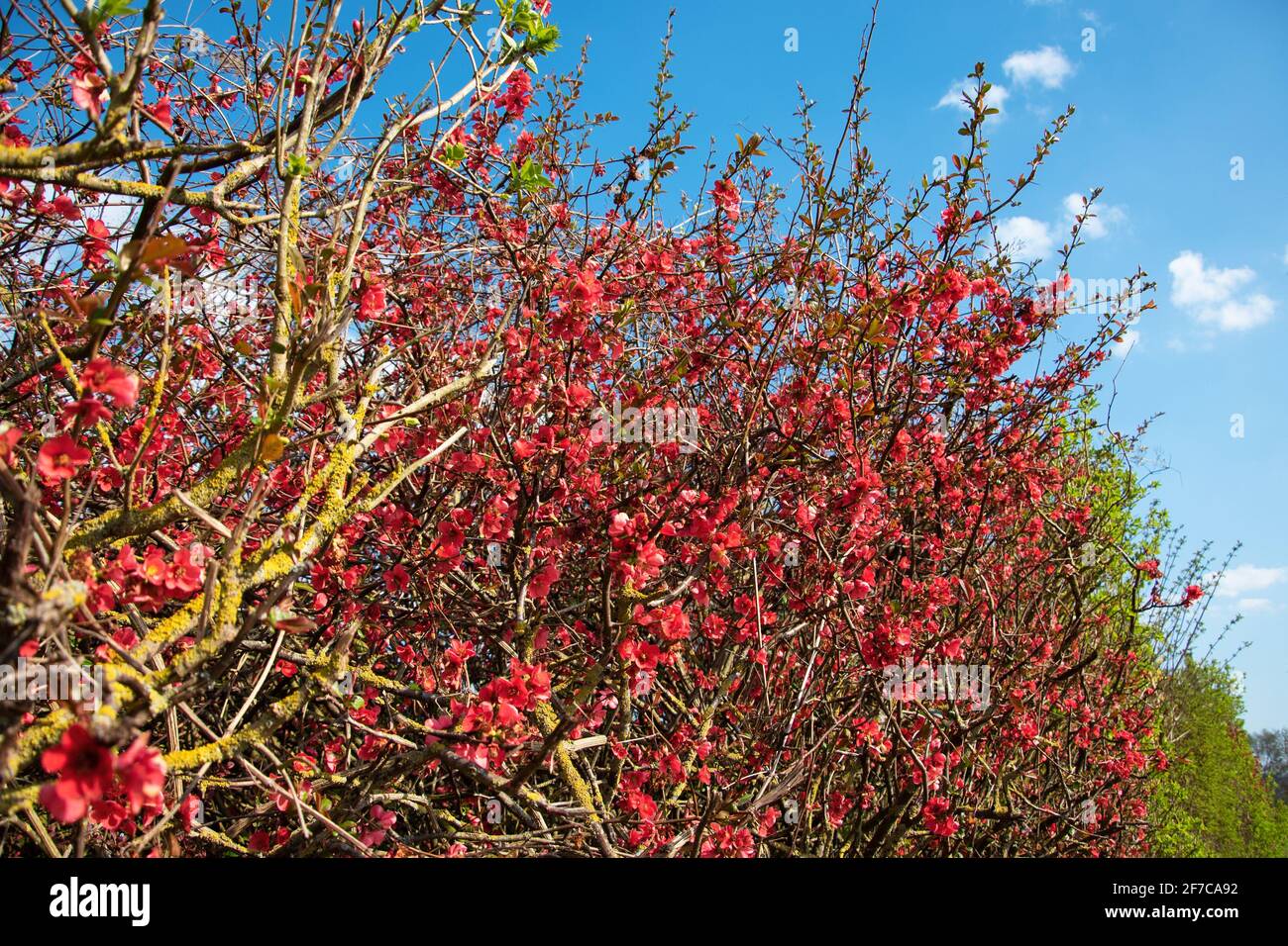 Japanese quince (Chaenomeles) bush blossoming with red flowers. Spring rural landscape in Ile-de-France, France. Stock Photo