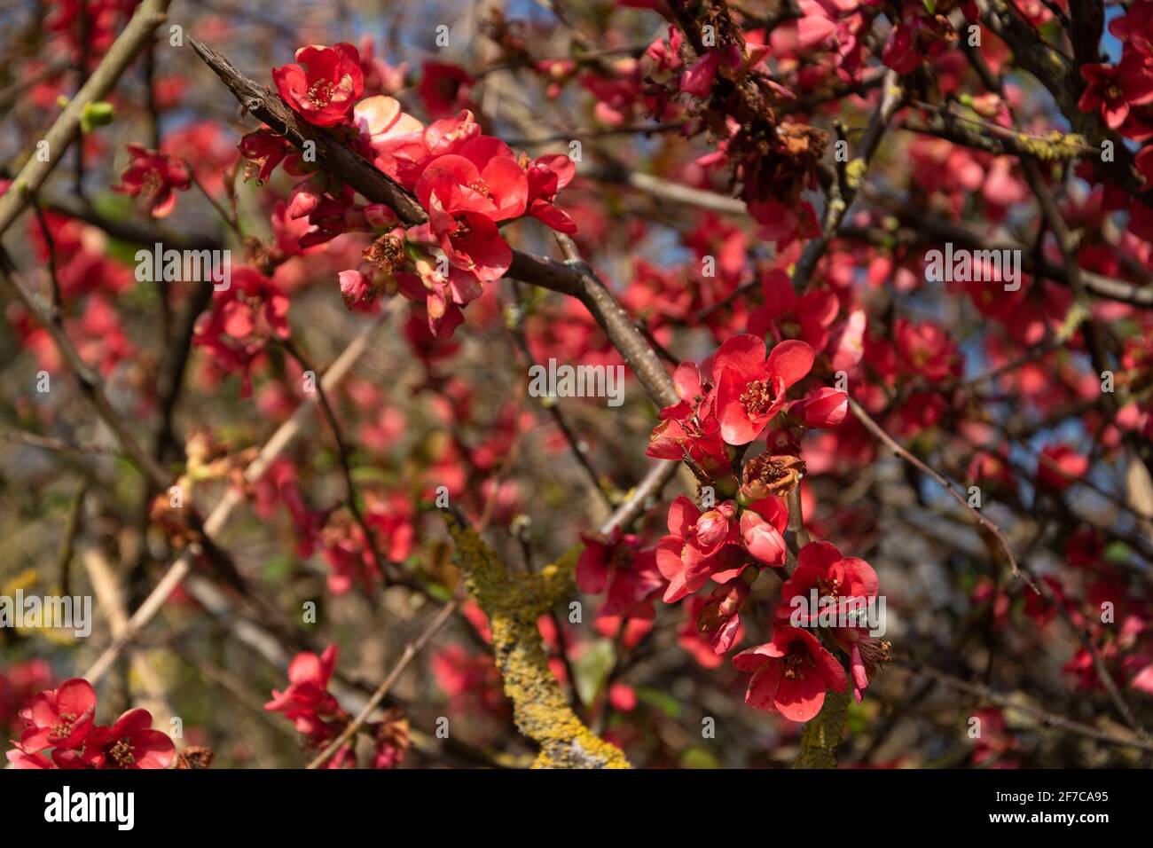 Red color in nature. Japanese quince (Chaenomeles) bush blossoming with red flowers. Spring floral background. Selective focus and blur. Stock Photo