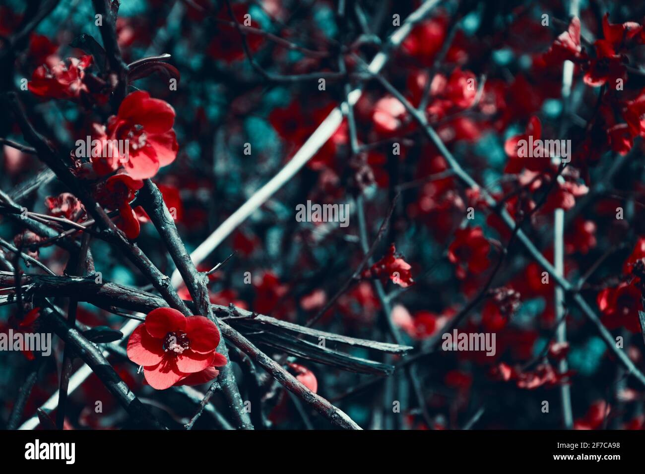 Japanese quince (Chaenomeles) bush blossoming with red flowers. Retro toned dreamy floral background. Selective focus and blur. Stock Photo