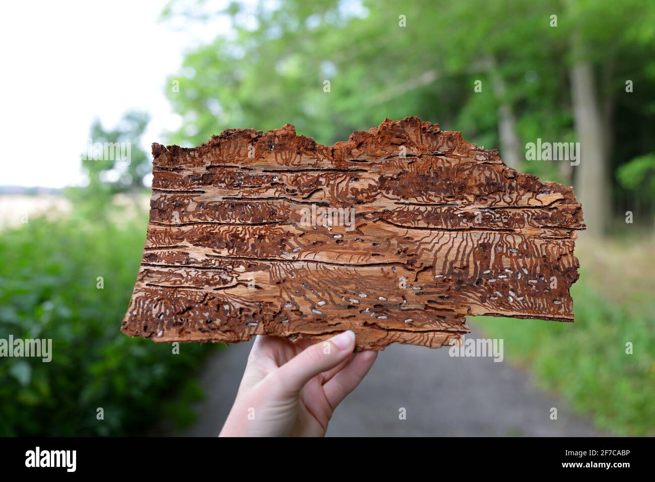 Hand holding spruce bark infested with bark beetles (Ips Typographus) Stock Photo