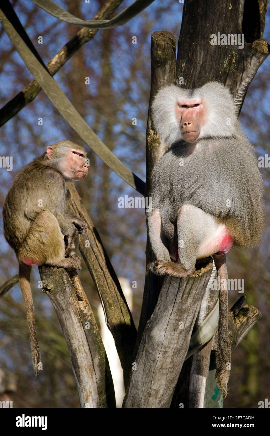 Two Baboons sitting in the sun Stock Photo