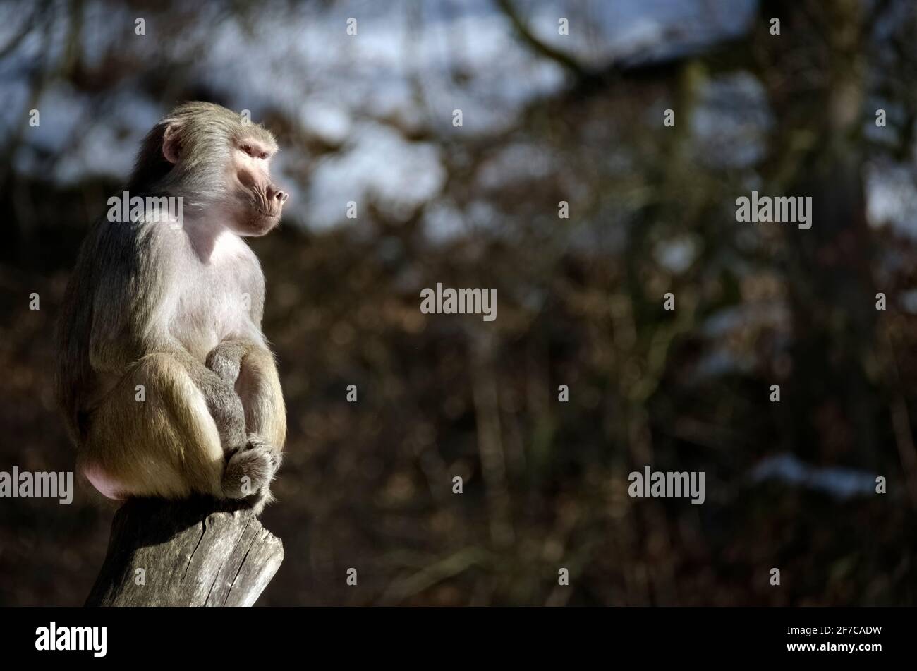 Baboon sitting in the sun Stock Photo