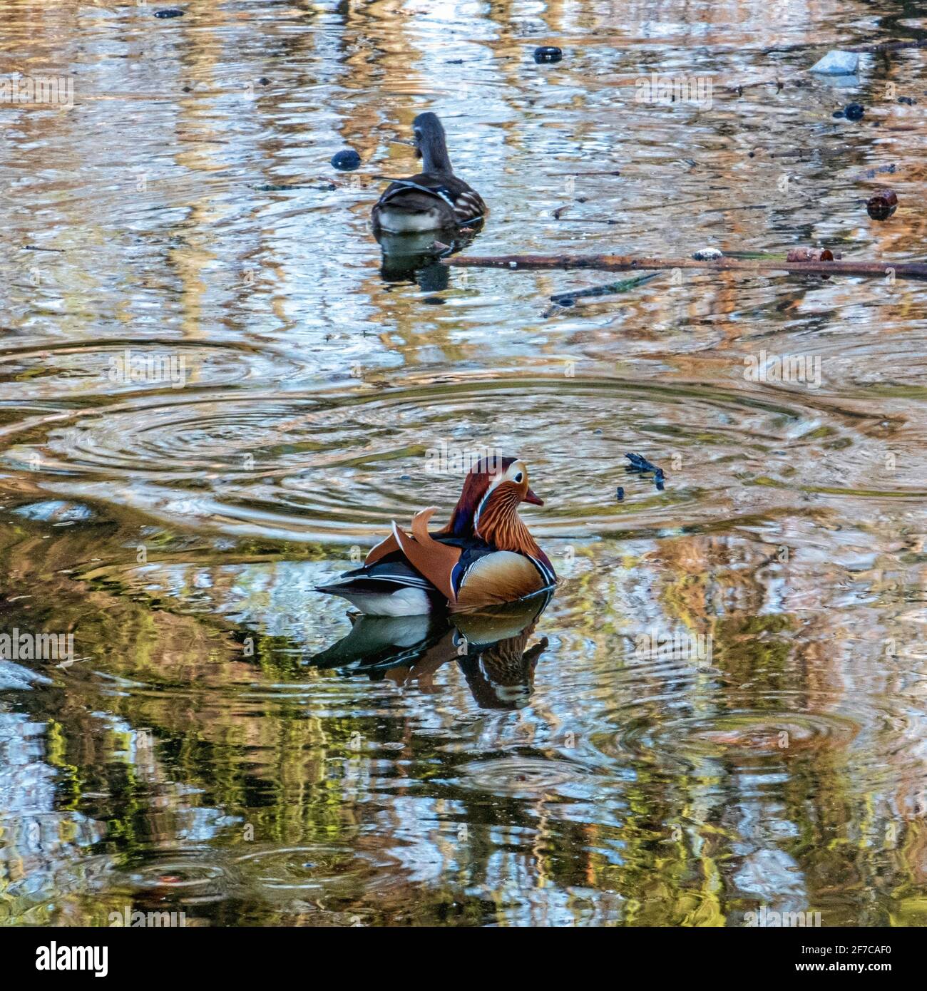Mandarin Duck and Drake,Aix galericulata.male and female ducks in pond, Weinbergspark,Mitte, Berlin Stock Photo