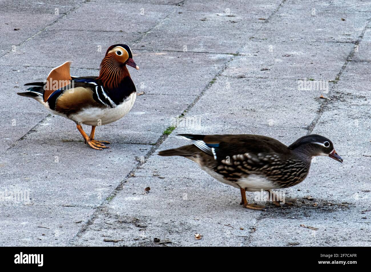 Mandarin Duck and Drake,Aix galericulata.male and female ducks, Weinbergspark,Mitte, Berlin Stock Photo