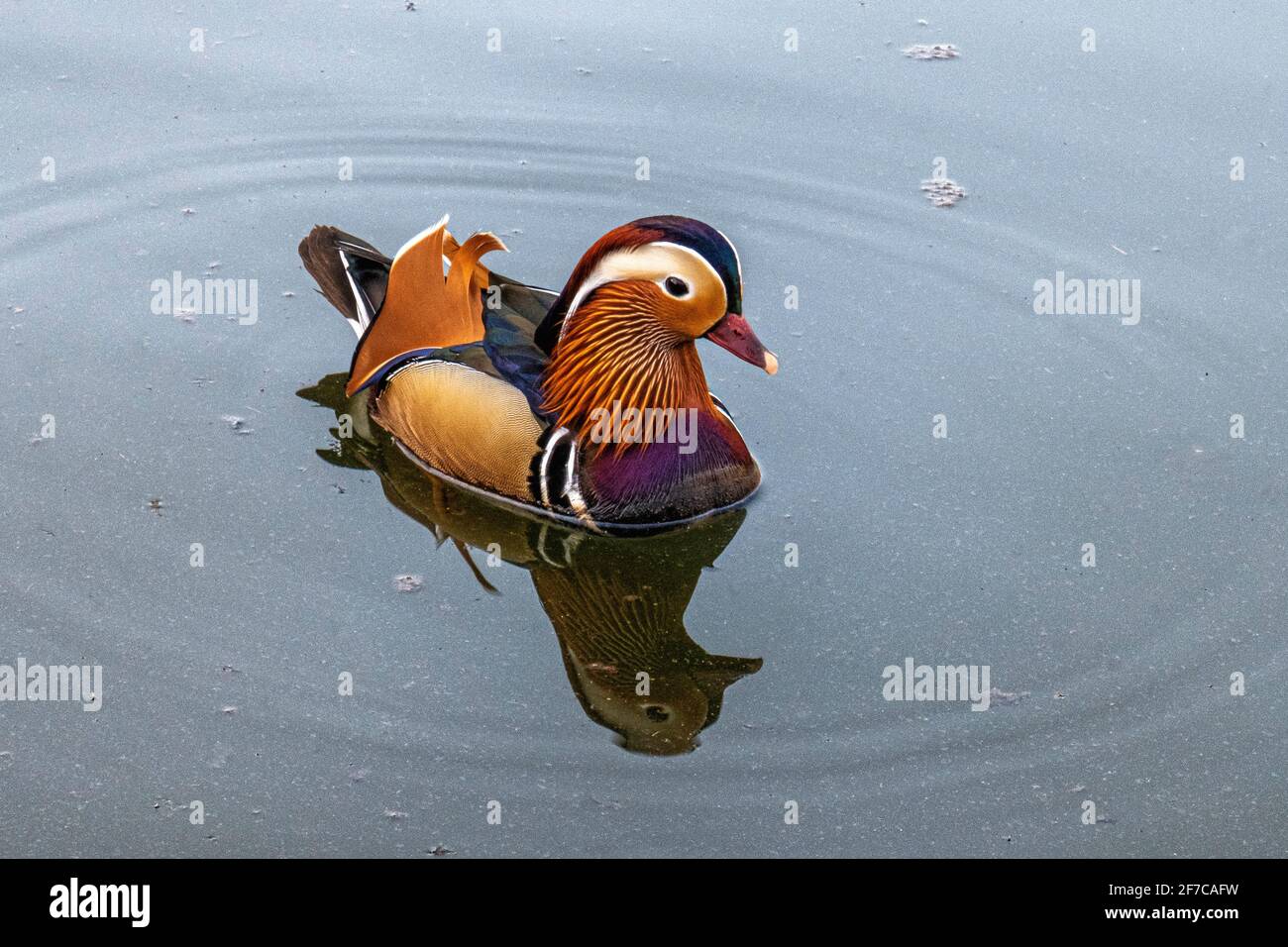 Mandarin Drake,Aix galericulata.male duck in pond, Weinbergspark,Mitte, Berlin Stock Photo