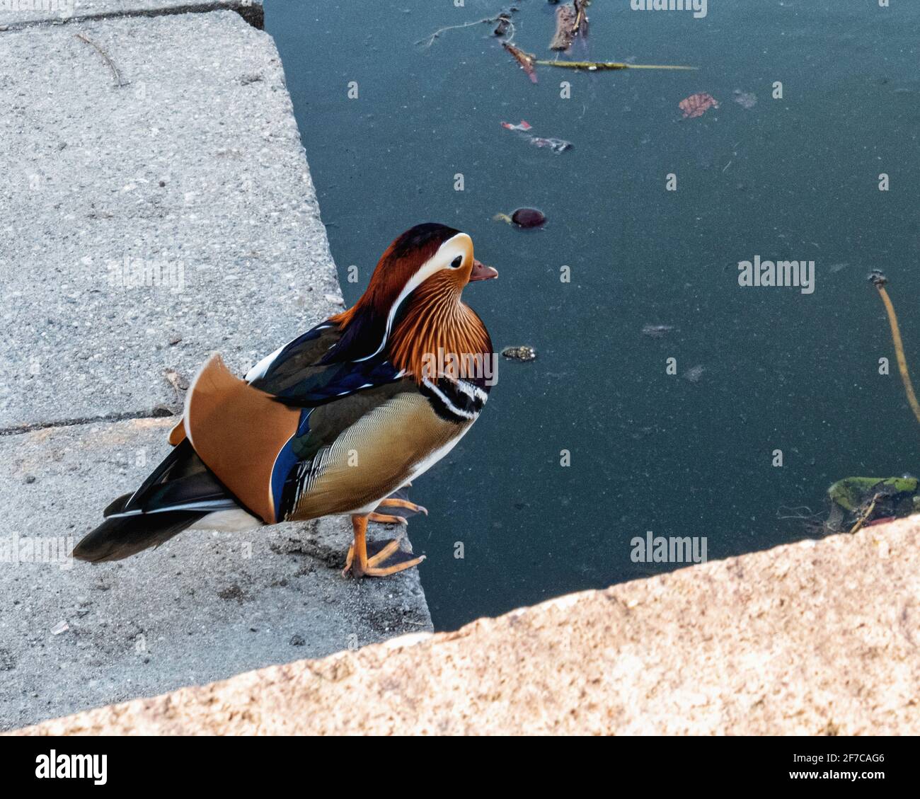 Mandarin Drake,Aix galericulata.male duck next to pond, Weinbergspark,Mitte, Berlin Stock Photo