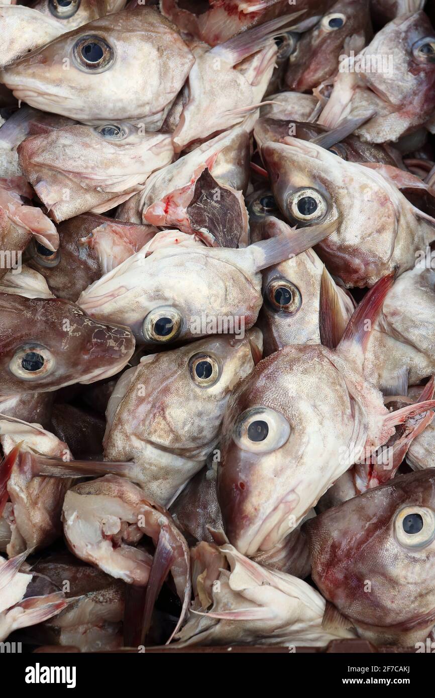 Fish heads in a tray waiting to be used as bait in lobster and crab pots at loughshinny harbour, North Dublin. Stock Photo