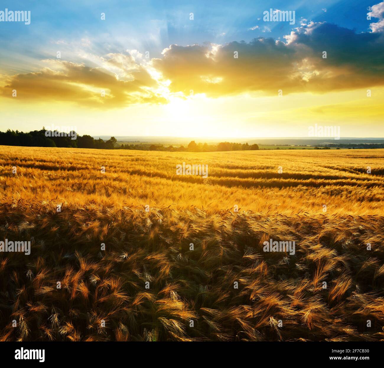 Golden sunset in rural field hi-res stock photography and images - Alamy