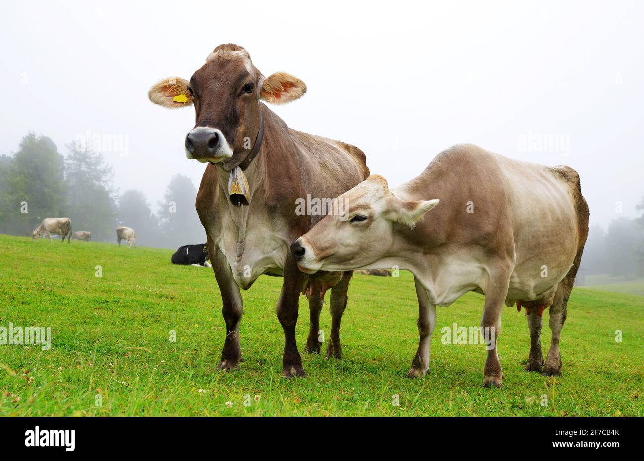 Cows In Italy Herd cow mountain landscape hi-res stock photography and images - Alamy