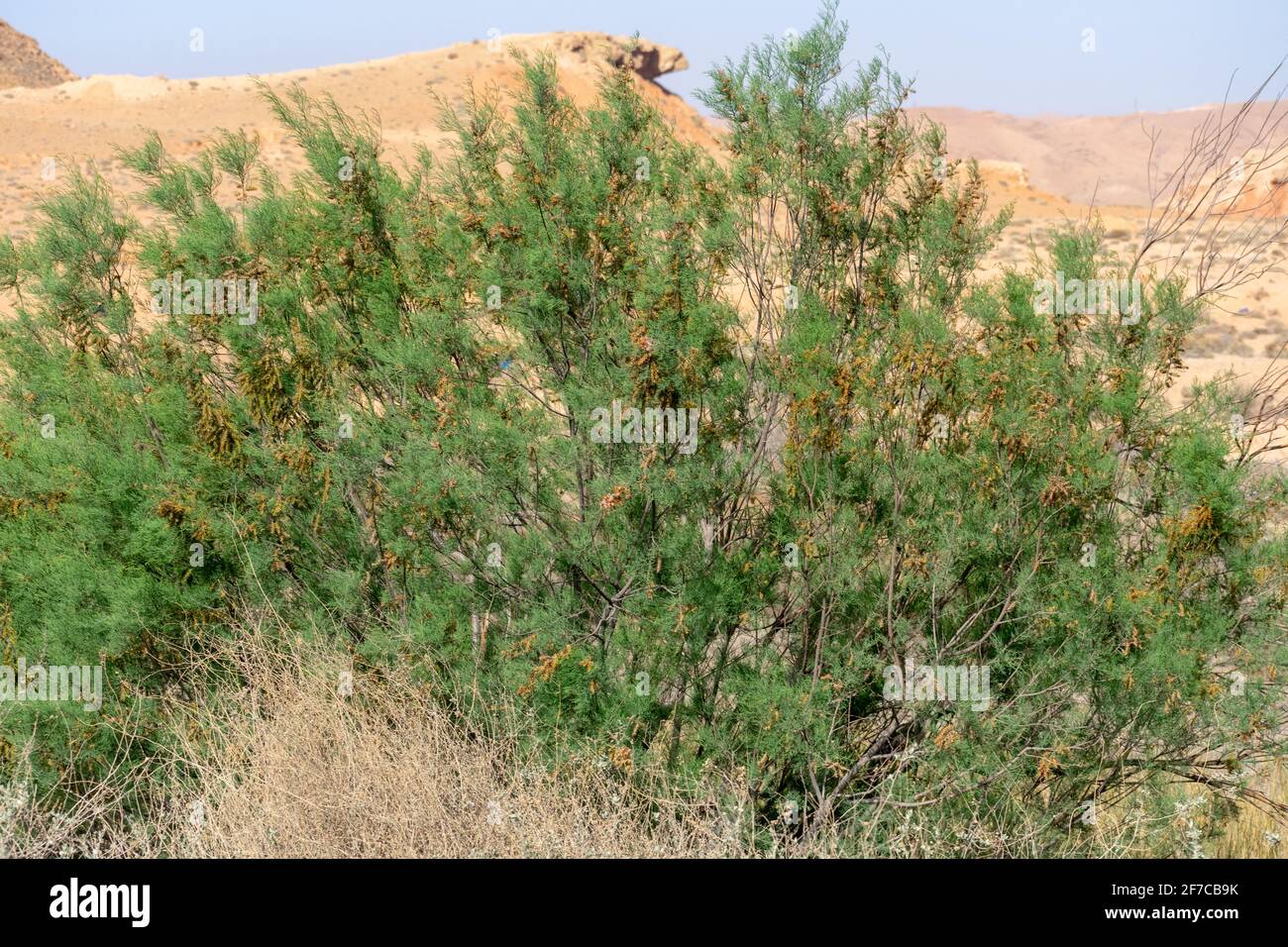Saltcedar (Tamarix ramosissima) in Biskra Stock Photo