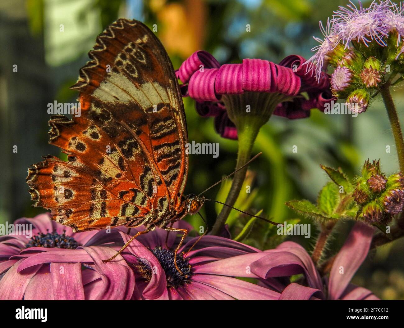 Orange Lacewing Butterfly feeding on Flower Nectar. Stock Photo