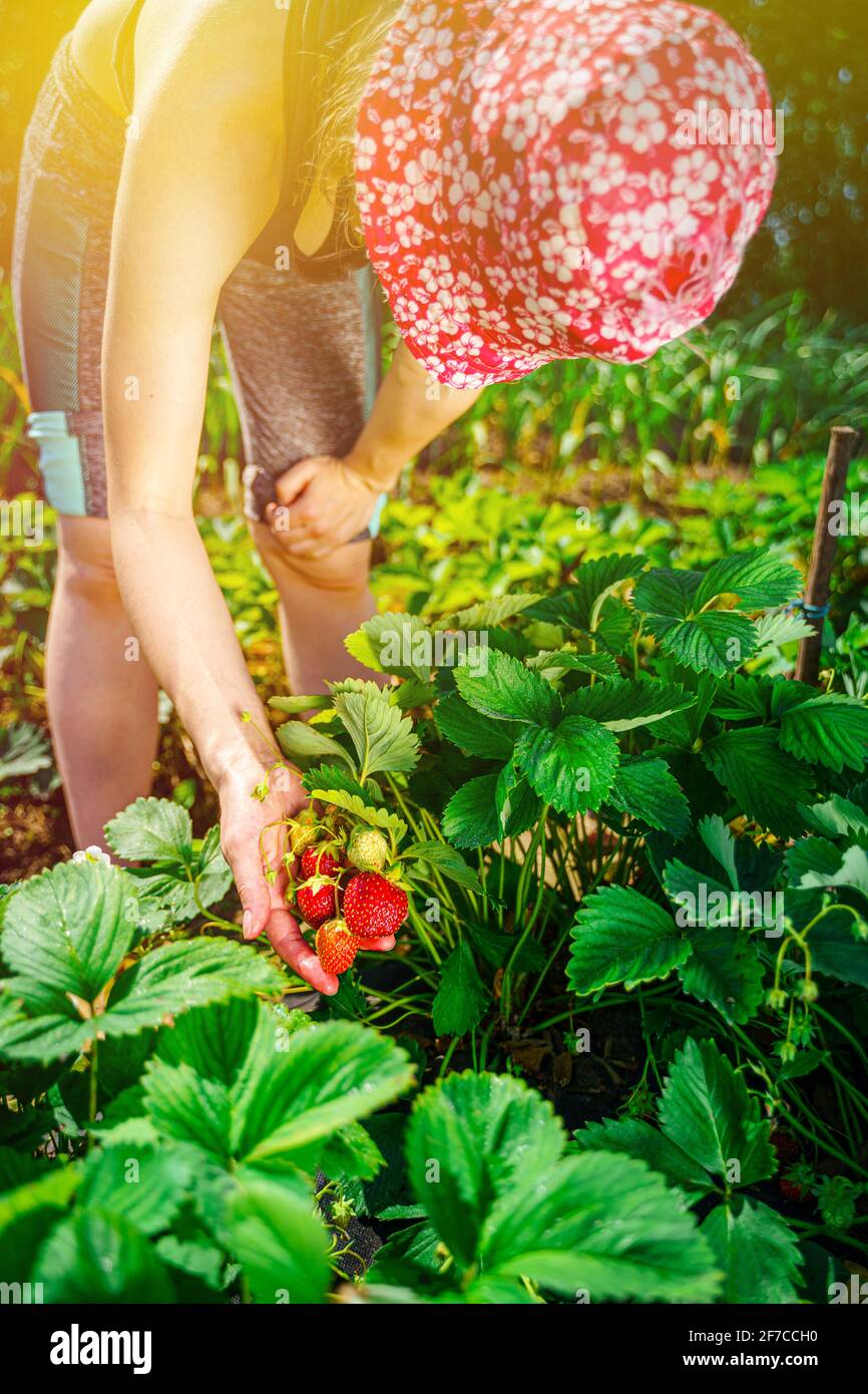 A young woman farmer in a red hat collects a harvest of ripe ...