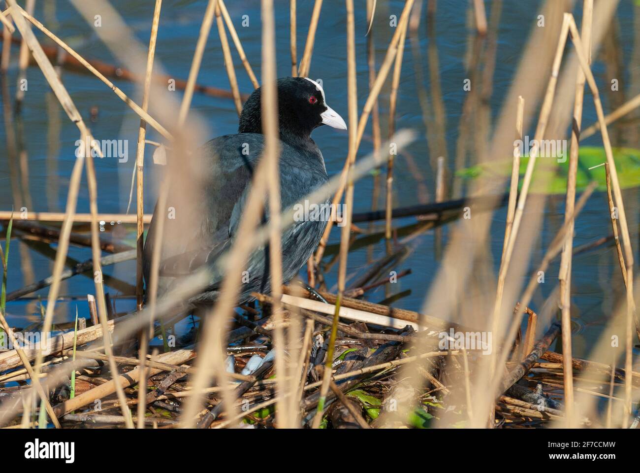 A Coot sits on its nest. Stock Photo