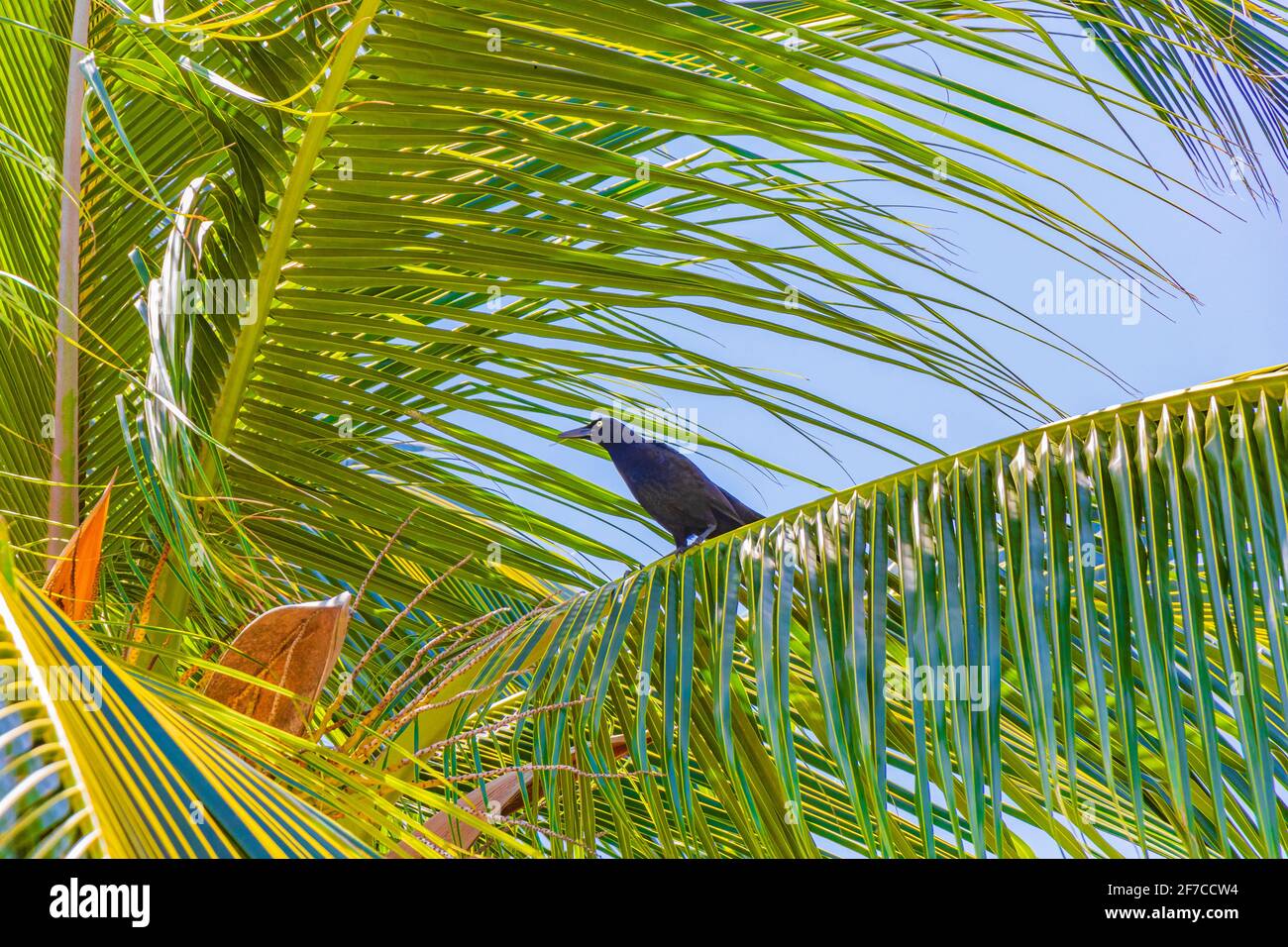 Great-tailed Grackle bird sits on leaves of a palm tree crown Playa del Carmen Mexico Stock Photo - Alamy Great-tailed Grackle bird sits on leaves of a palm tree crown Playa del Carmen Mexico Stock Photo - Alamy