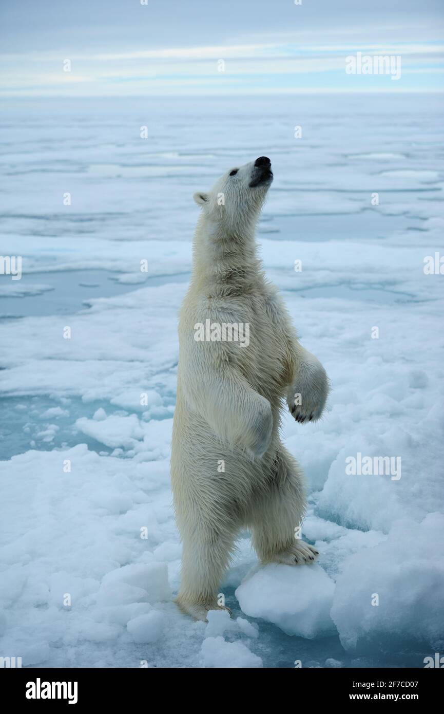 A huge 1000-pound adult polar bear stands upright on the thinning sea