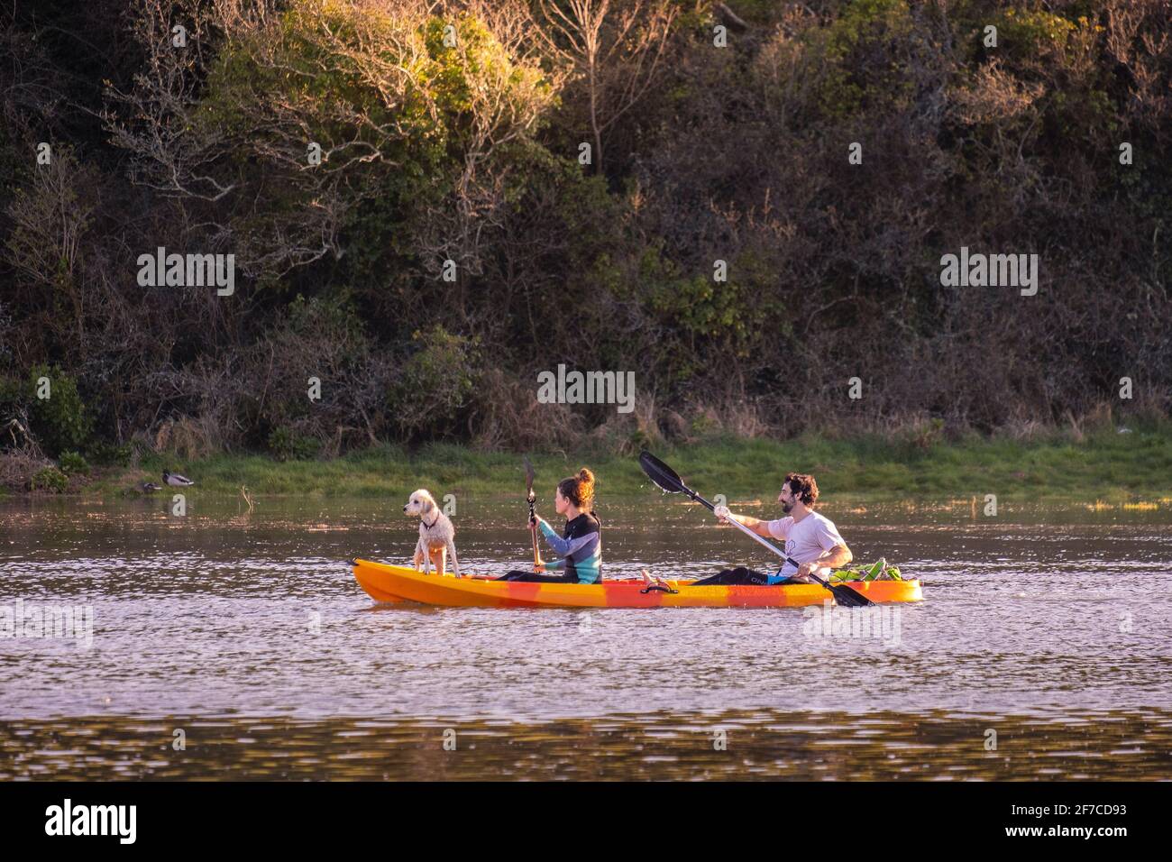Kayakers and their pet dog paddling on the Gannel River as the sun sets in Newquay in Cornwall. Stock Photo