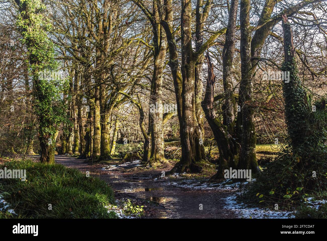 Mature Beech trees Fagus sylvatica in the historic and ancient