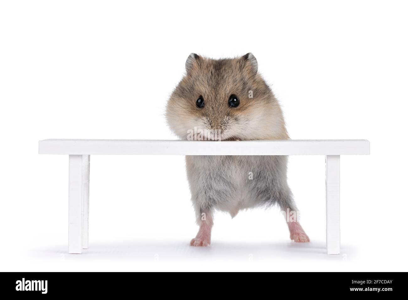 3d printed hamster house sales