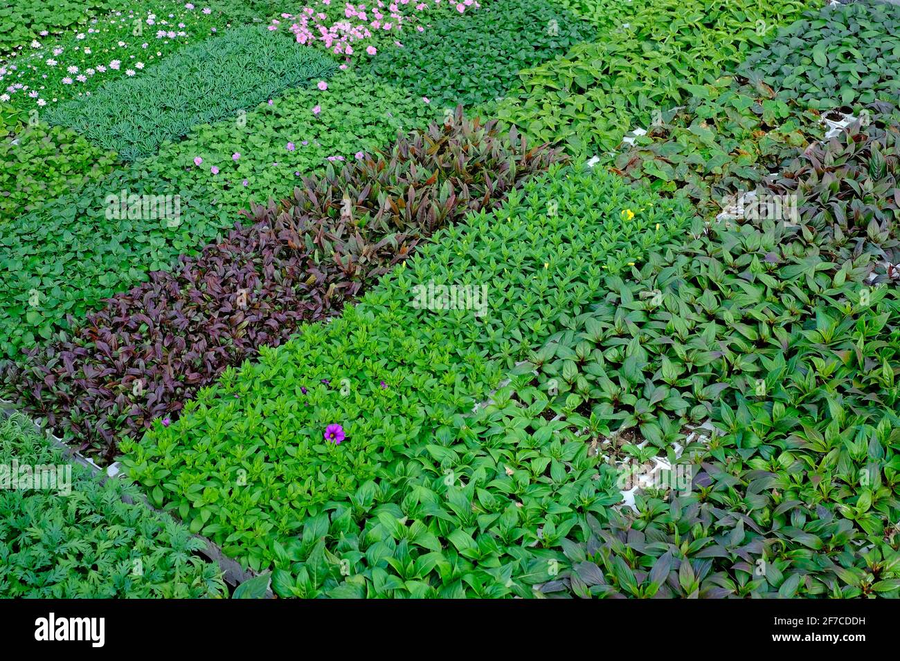 plants growing in nursery greenhouse, norfolk, england Stock Photo Alamy