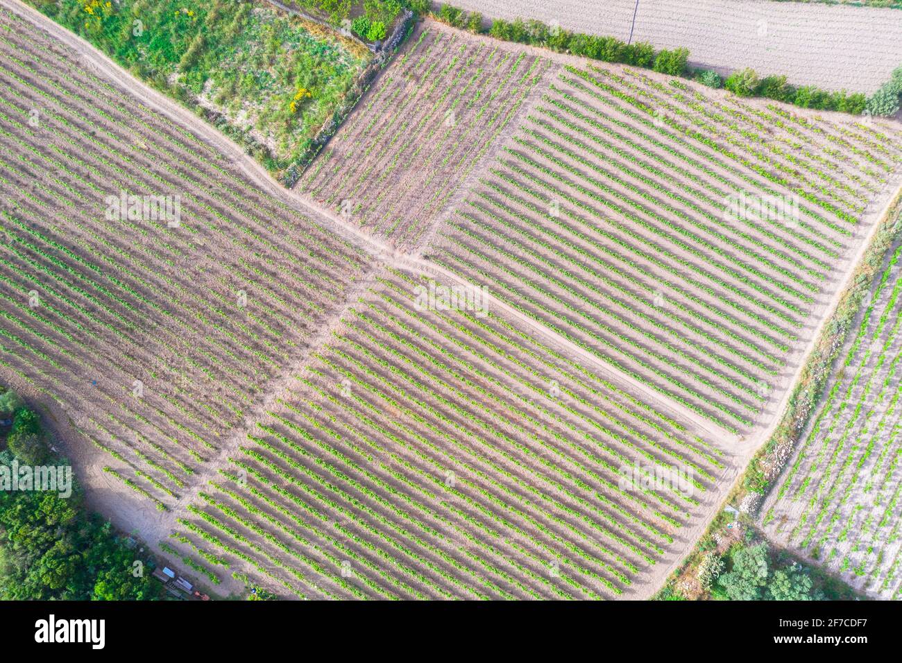 Corn field aerial over rows hi-res stock photography and images - Alamy