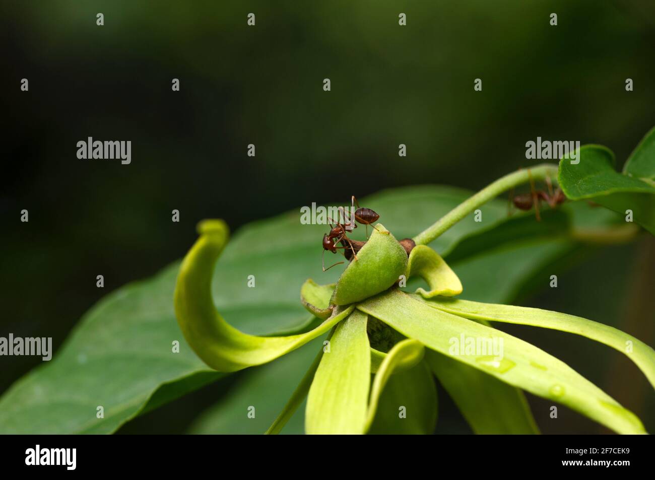 An ant on a green cananga odorata, fragrant and aromatic flower Stock Photo