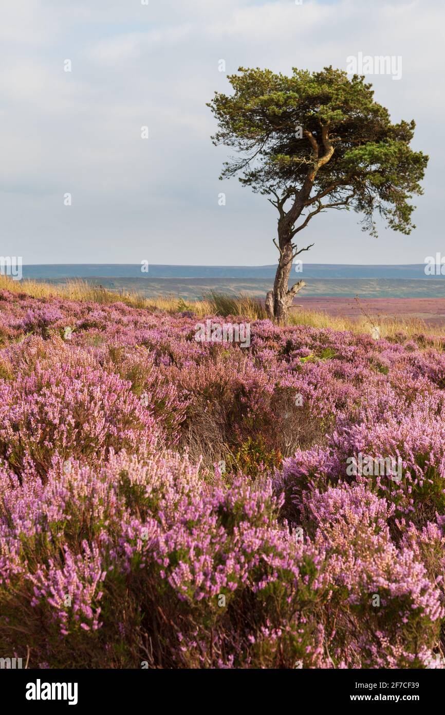 An isolated pine tree surrounded by pink flowering heather on the North York Moors Stock Photo