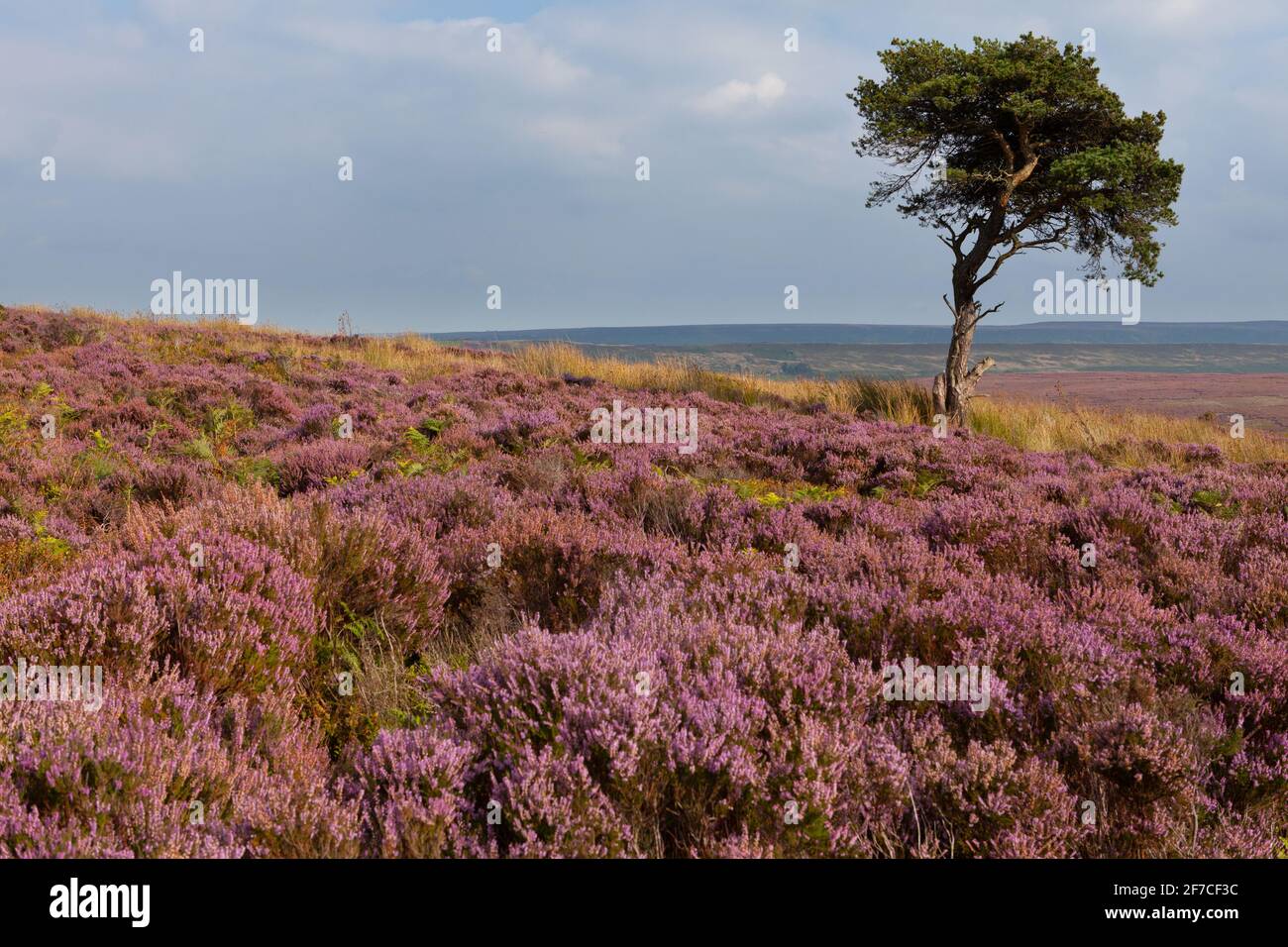 An isolated pine tree surrounded by pink flowering heather on the North York Moors Stock Photo