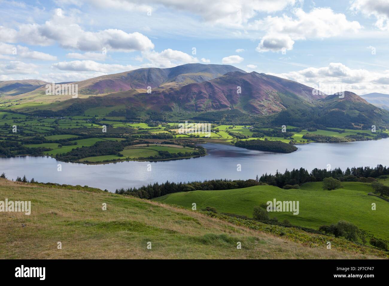 Summer view of a heather clad  Skiddaw in the Lake district National Park seen from Sale Fell, with Bassenthwaite lake in the foreground Stock Photo