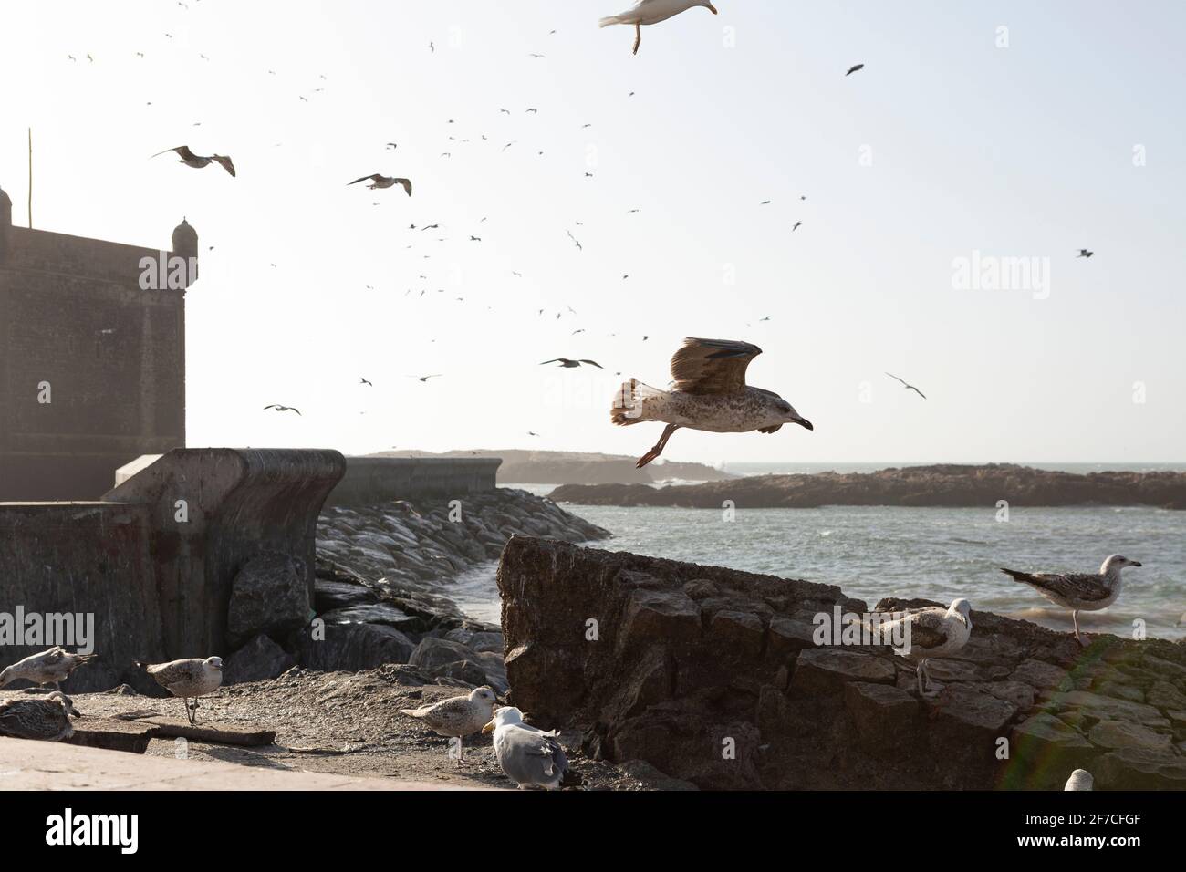Seagulls flying at the port of Essaouira, Morocco Stock Photo