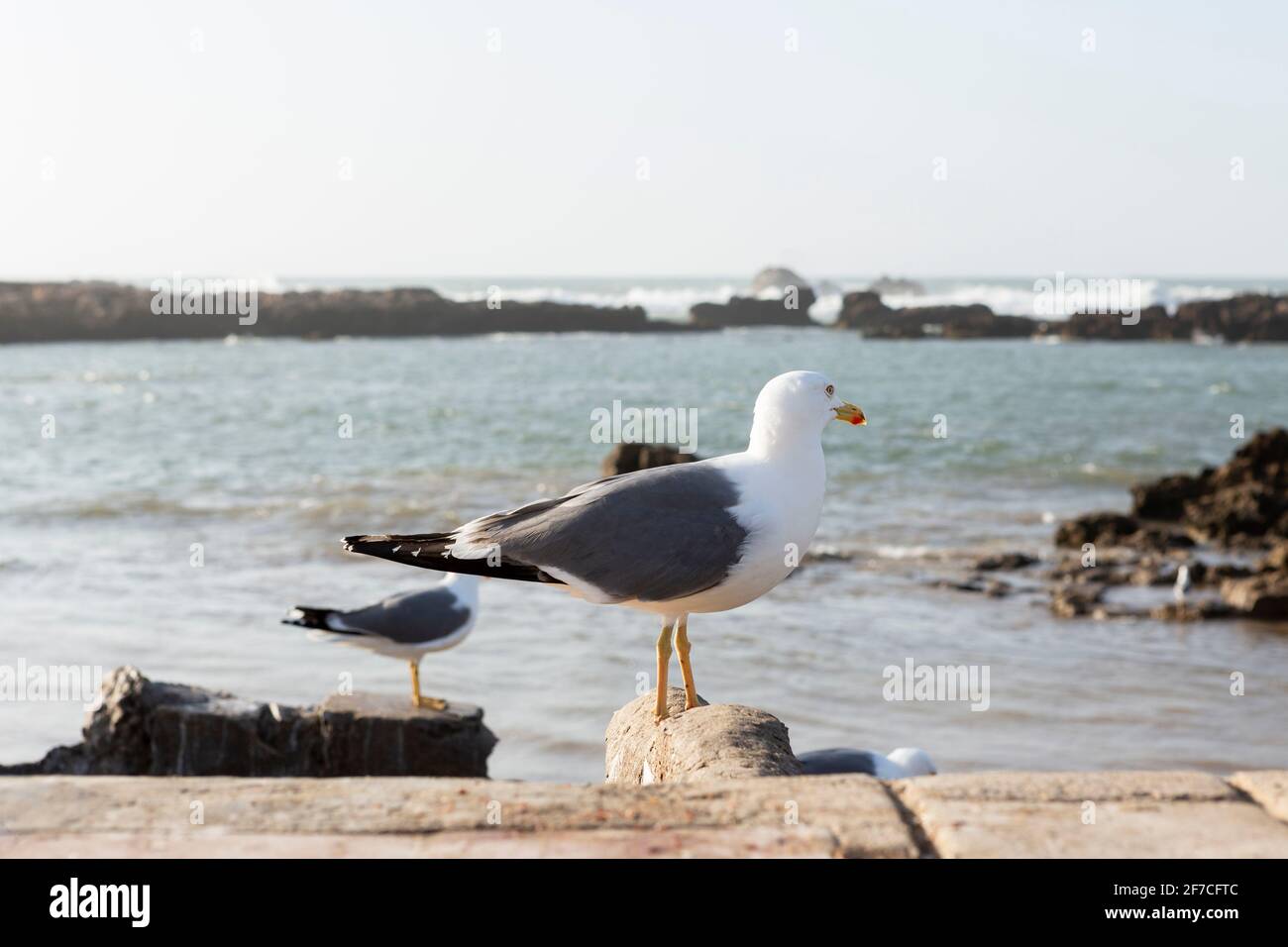 Seagulls flying at the port of Essaouira, Morocco Stock Photo