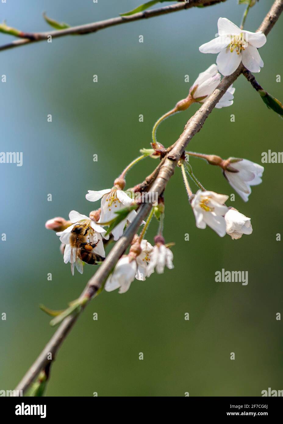 Honey bees pollinate cherry blossom flowers, pink and white spring buds