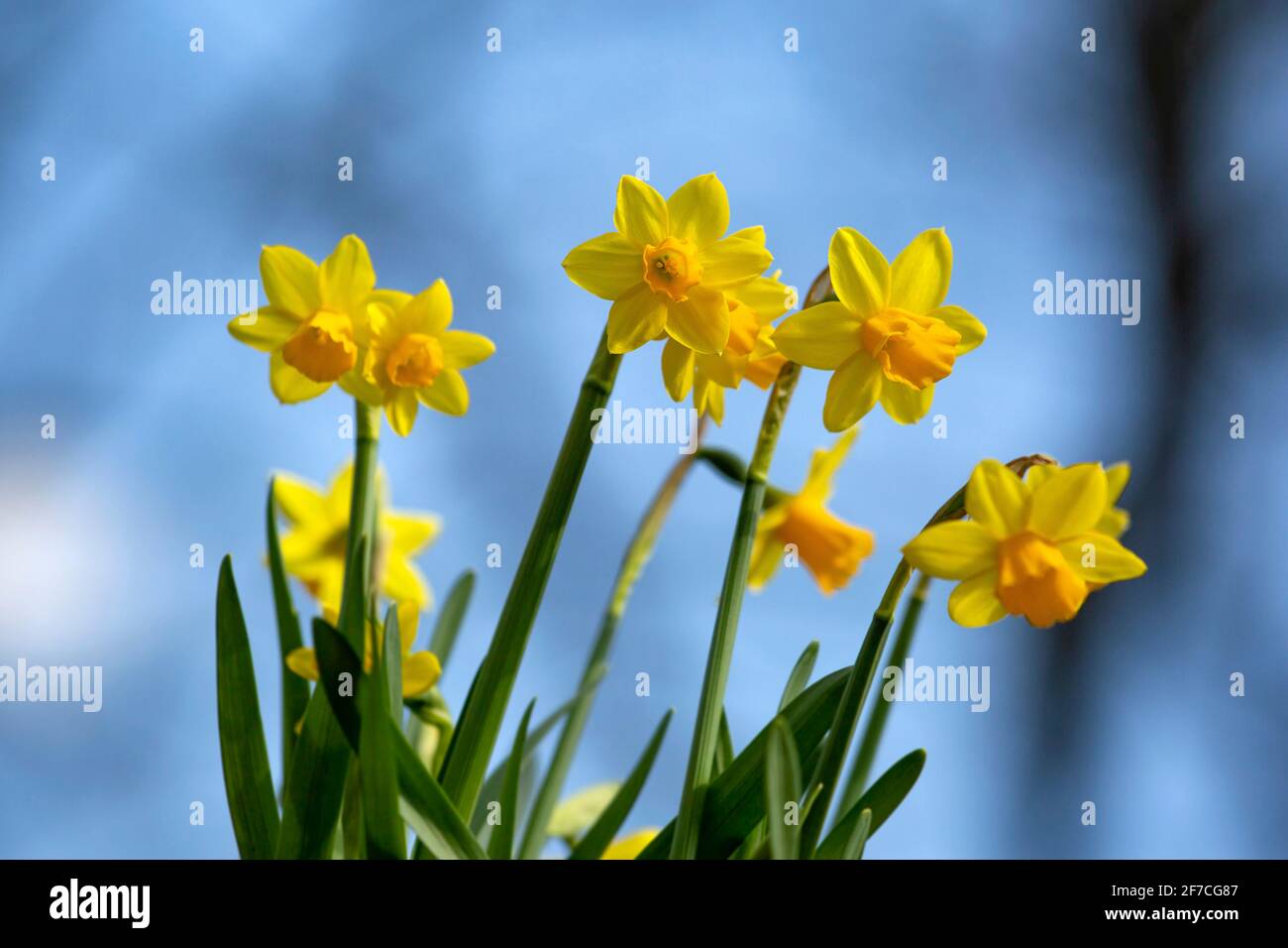 Yellow daffodil flowers blossom and green new leaves begin to bloom in early springtime on a sunny April day with blue skies and white clouds Stock Photo