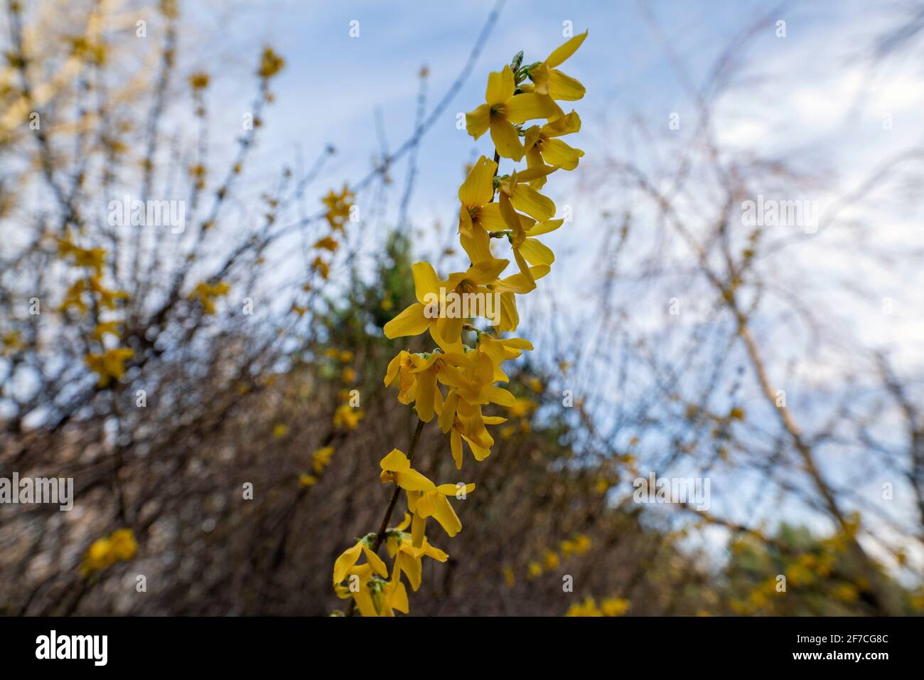 Forsythia flowers blossom and green new leaves begin to bloom along tree branches on sunny April day with blue skies and white clouds Stock Photo