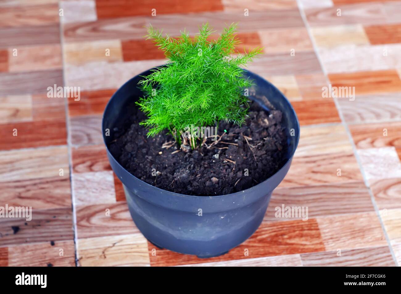 ornamental plants that thrive in pots Stock Photo Alamy