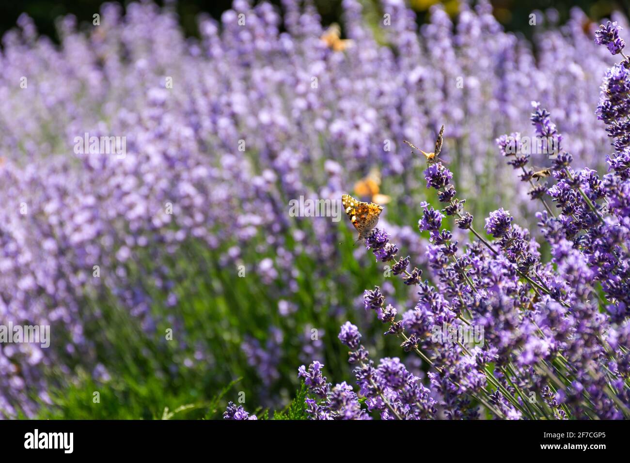 Painted lady butterfly on lavender flowers. Sunny spring background with flowers and insects. Orange butterfly on lilac flowers in soft focus. Macro p Stock Photo