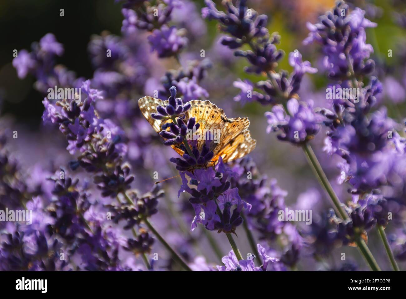 Painted lady butterfly on lavender flowers. Sunny spring background with flowers and insects. Orange butterfly on lilac flowers in soft focus. Macro p Stock Photo