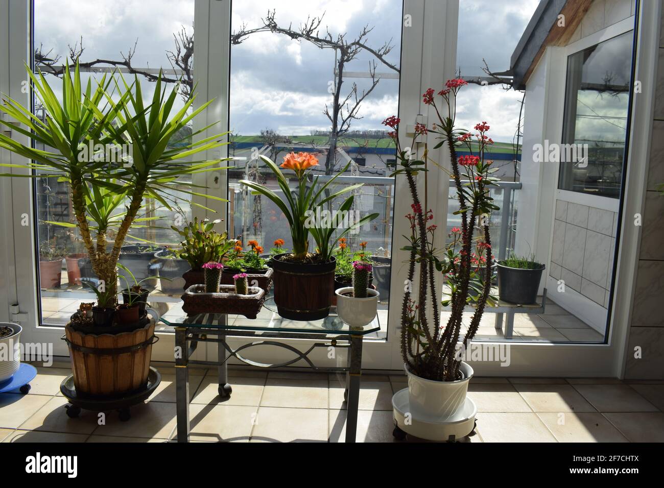 winter garden flowers in spring Stock Photo - Alamy