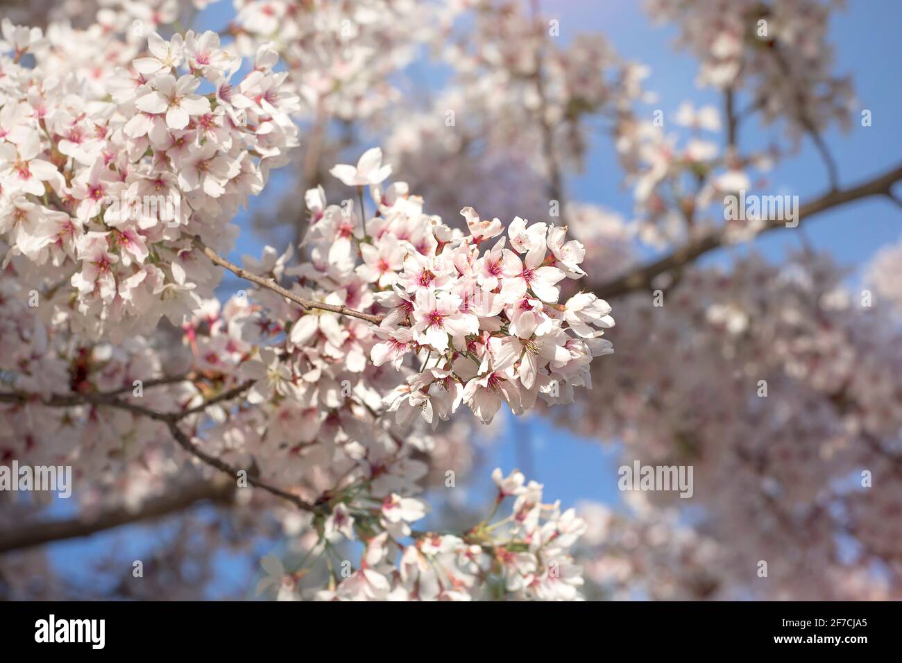 Blooming spring fruit tree branches. Beautiful white flowers, blue sky. Spring peak blossom, flowering brunch close-up. Beautiful weather. Stock Photo