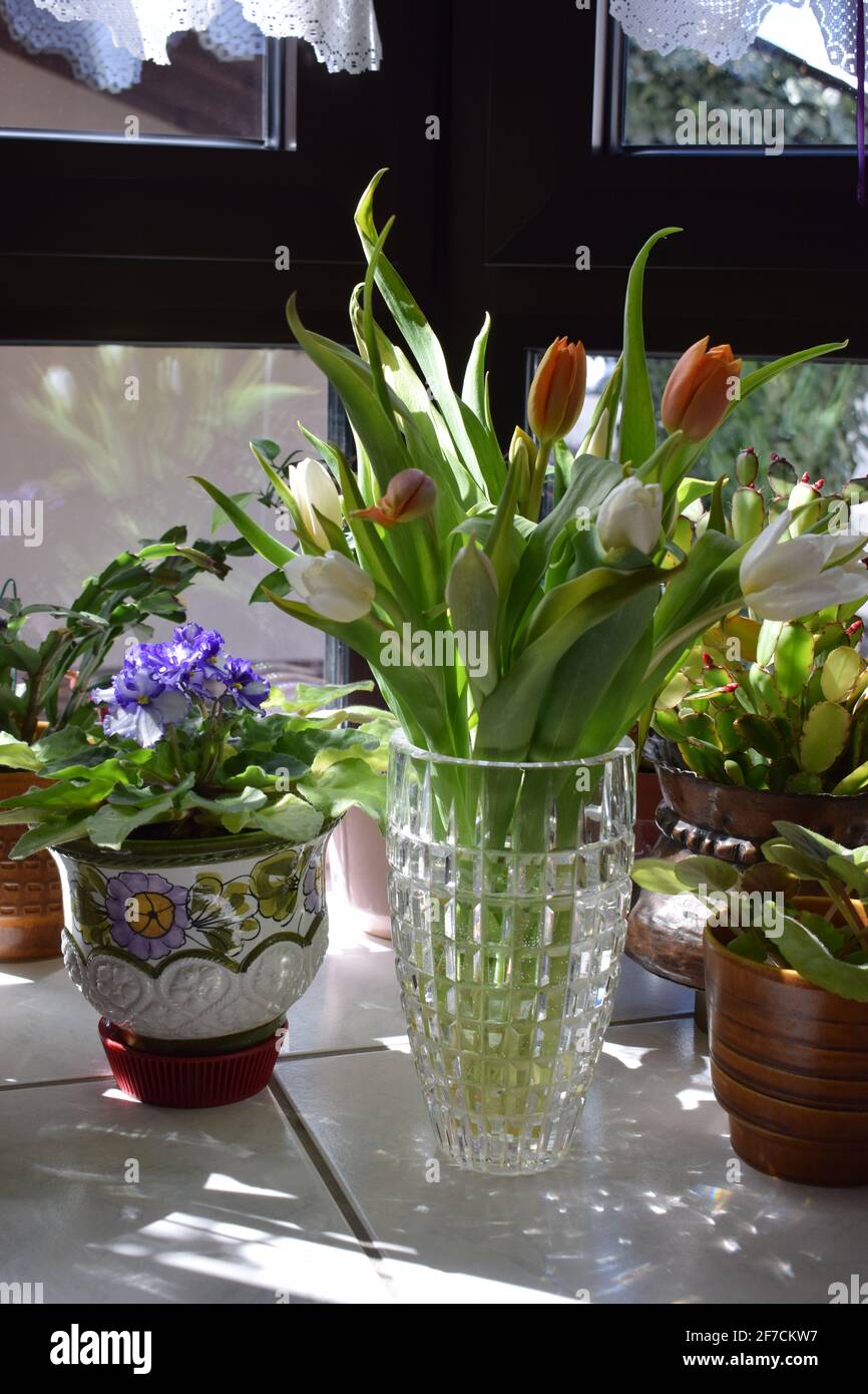spring blooming plants in a kitchen window Stock Photo - Alamy