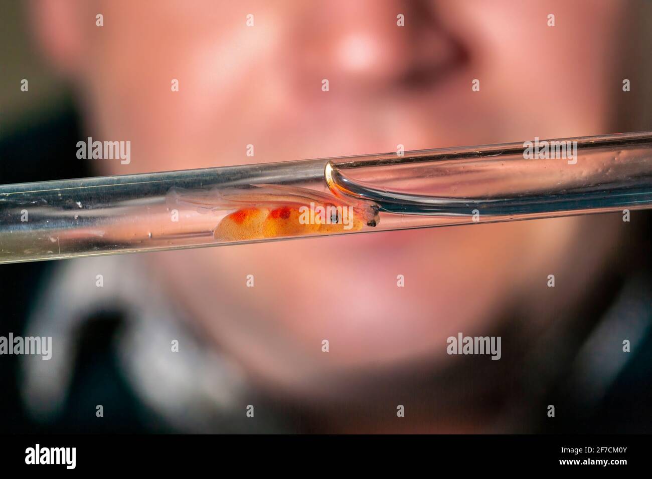 Atlantic salmon alevin (Salmo salar) in pipette, Kielder Salmon