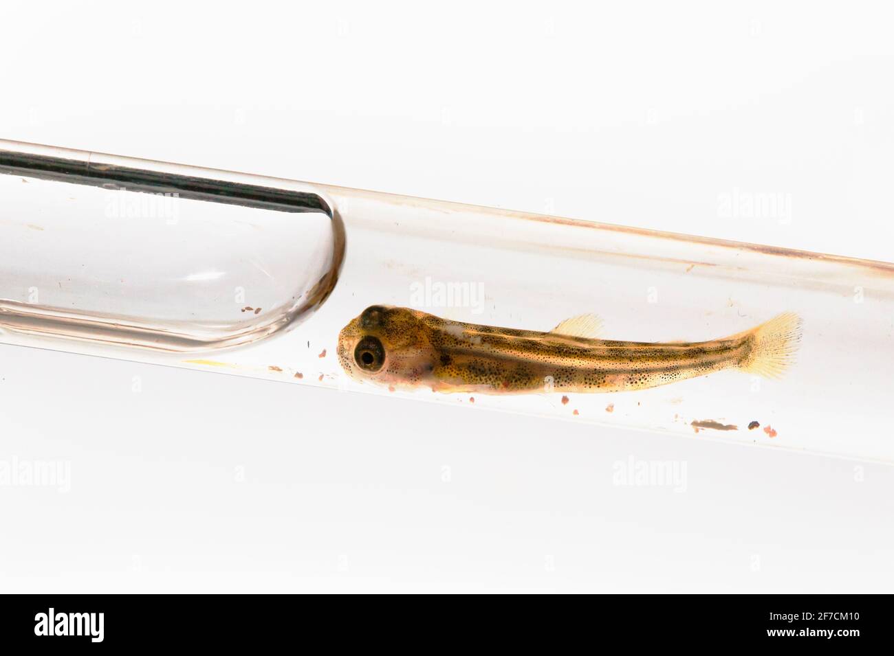 Arctic char (Salvelinus alpinus) fry in pipette, Kielder Salmon